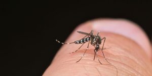 Descubre dónde se esconden realmente los mosquitos en una habitación