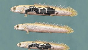 Desarrollan un robot para imitar al primer pez que salió del agua