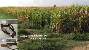 Denunciado en Albacete un cazador por matar a tiros a 24 rapaces