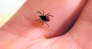 Descubierto en China un nuevo virus patógeno para los humanos