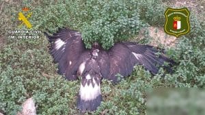 Detenido un hombre en Albacete por envenenar rapaces