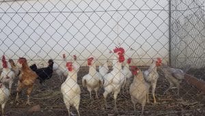 ¡Cuidado si consumes o vendes huevos de tus gallinas! Multas y prohibiciones en España