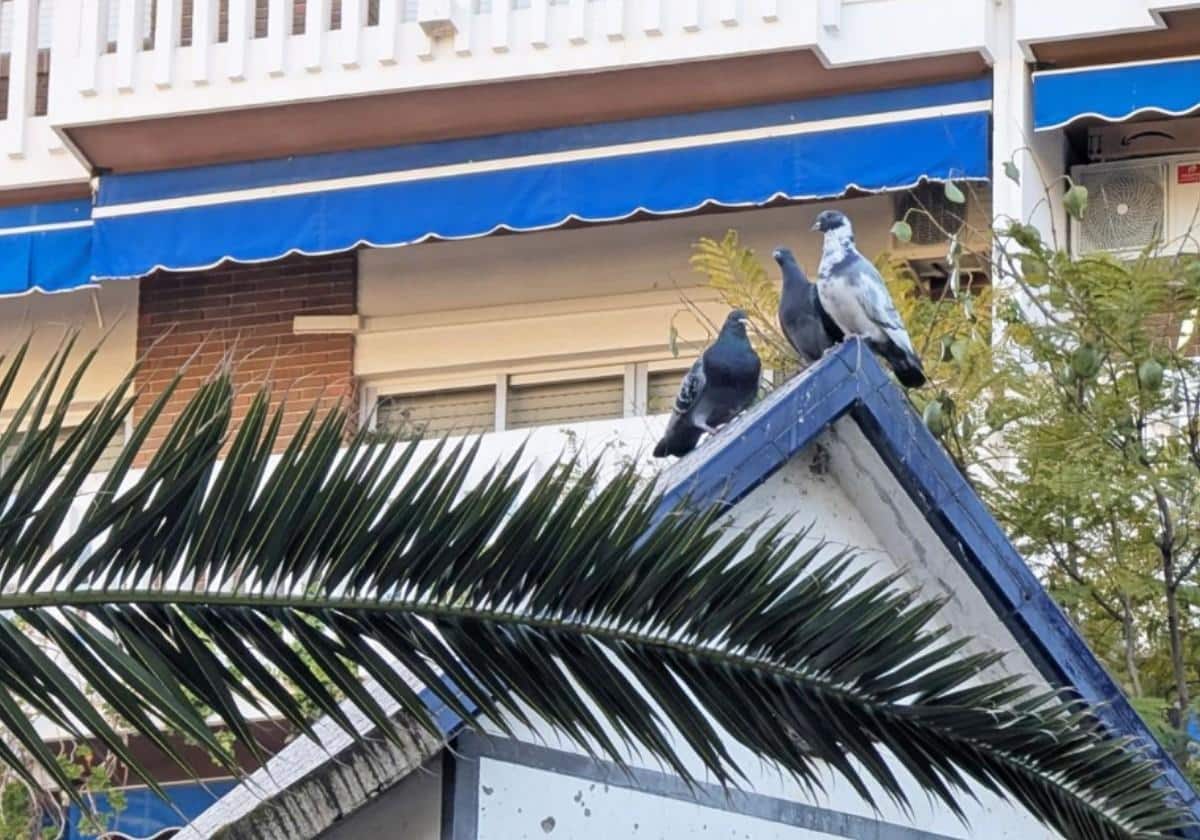 El plan casero de 5 días para ahuyentar palomas de tu casa de forma rápida, fácil y definitiva