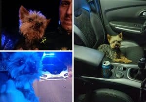 Lucas, un héroe de cuatro patas: salva a su dueño deteniendo un coche de la Guardia Civil