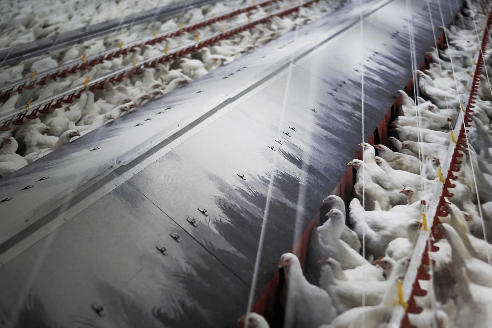 El Gobierno confina todas las explotaciones de aves de corral al aire libre por la gripe aviar