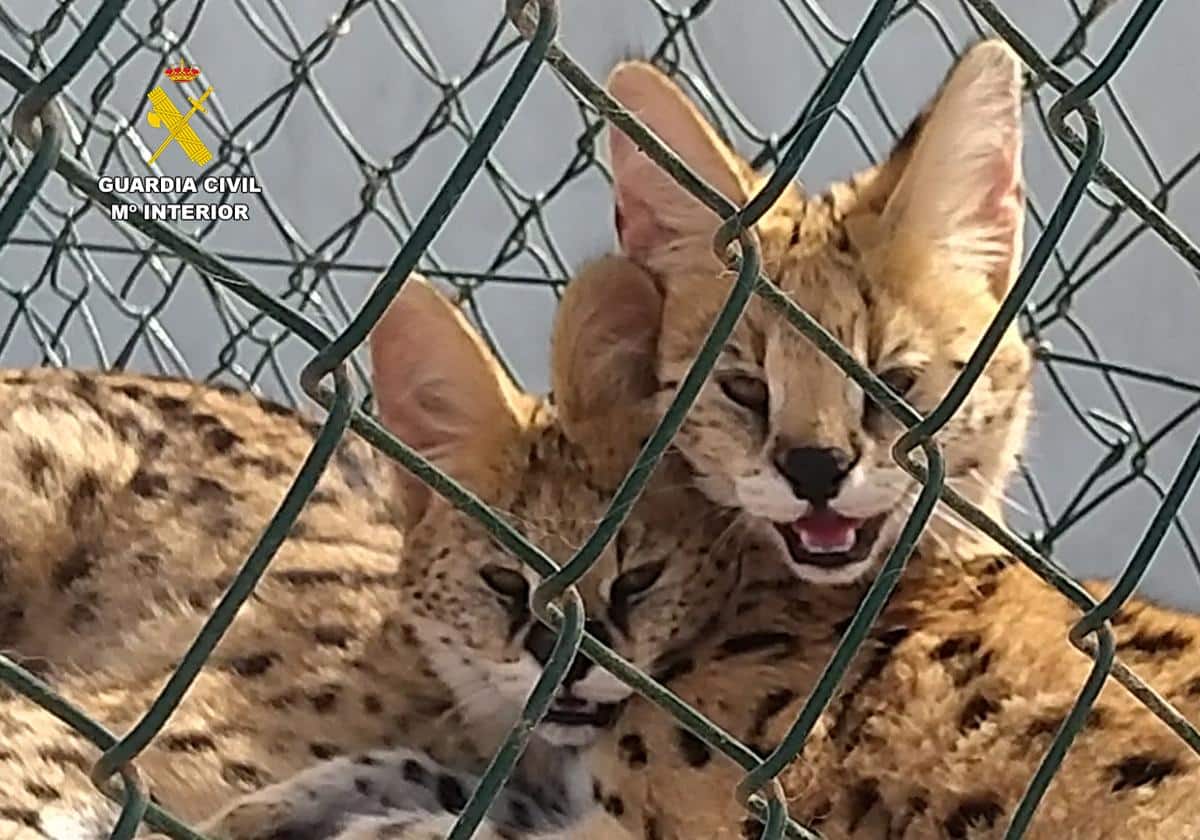 Tres personas son investigadas por tenencia ilegal de felinos salvajes en Canarias