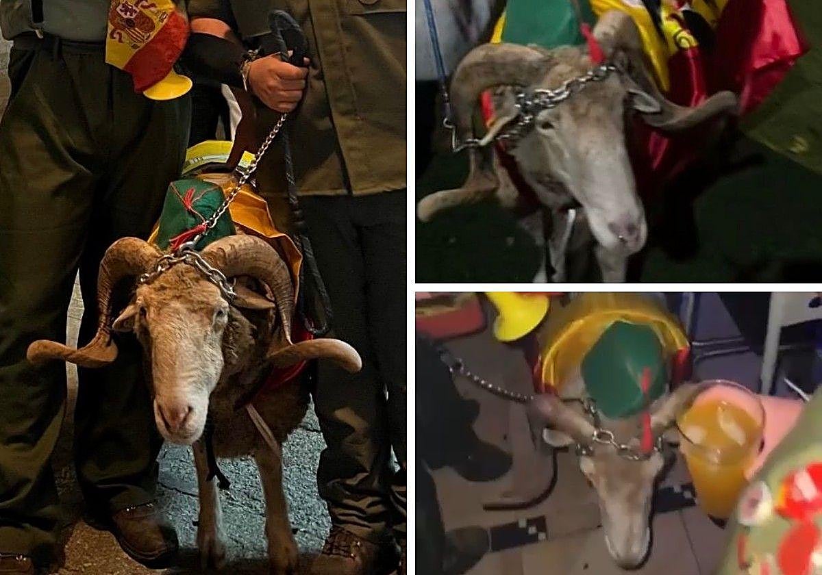 «Bochornoso»: una asociación denuncia el uso de un carnero en el Carnaval y señala al Ayuntamiento de Valencia de Alcántara