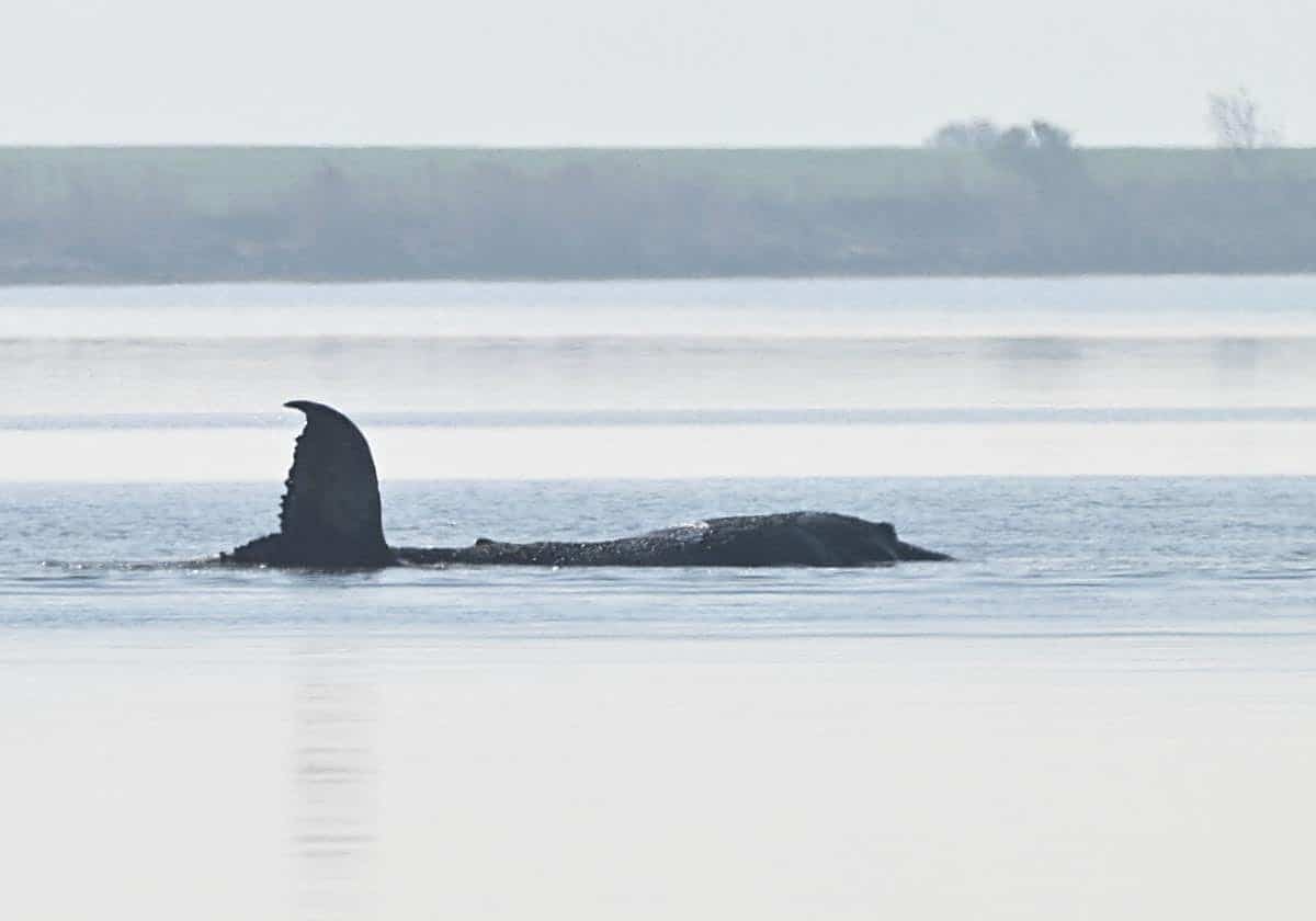 El drama en Alemania por la ballena Timmy y su rescatadora