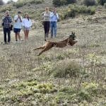 Un lince se pasea por un pueblo de Toledo acabando con buena parte de sus gatos callejeros