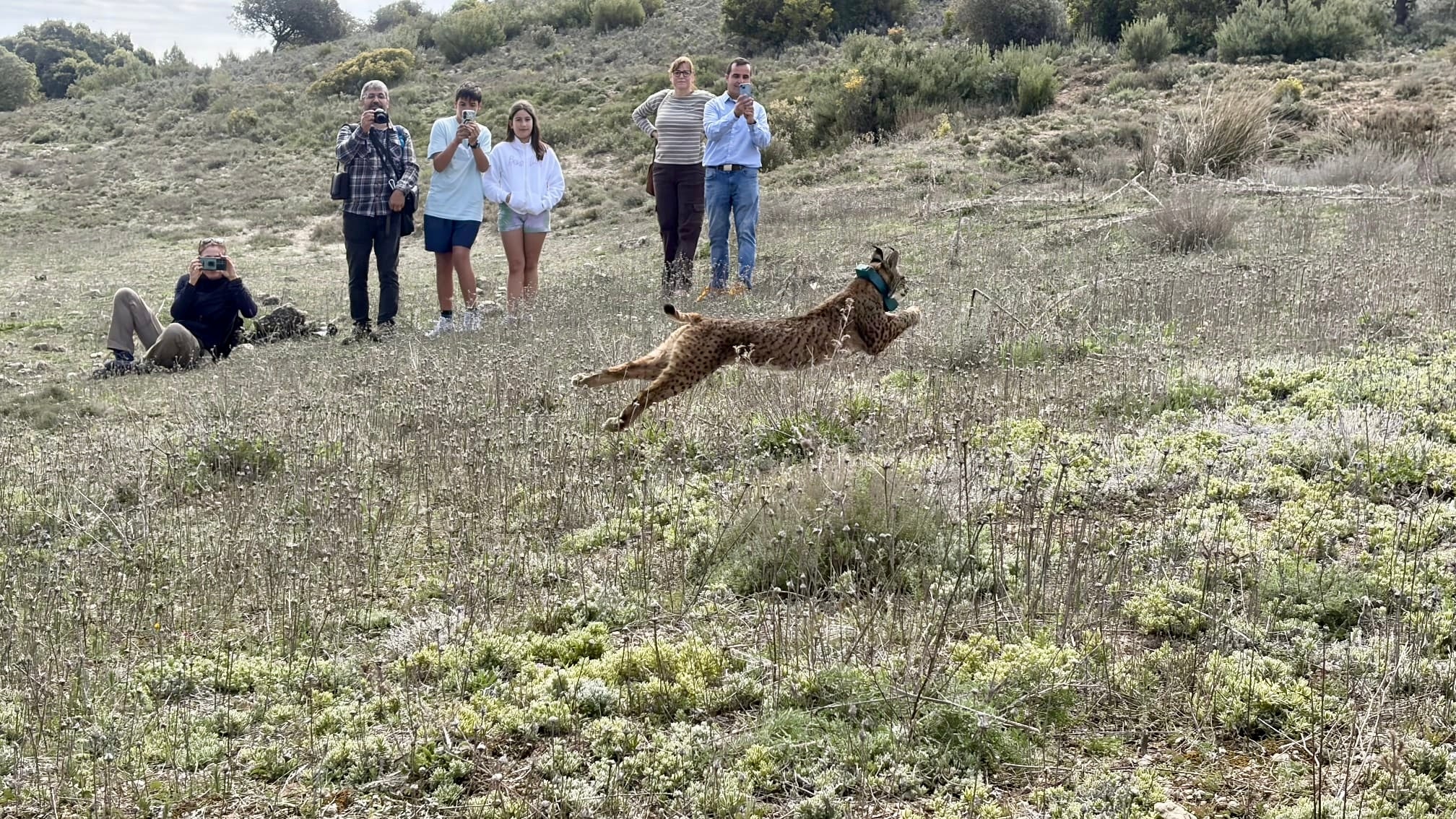 Un lince se pasea por un pueblo de Toledo acabando con buena parte de sus gatos callejeros