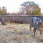 Nace la primera camada de linces en el Parque Nacional de Cabañeros