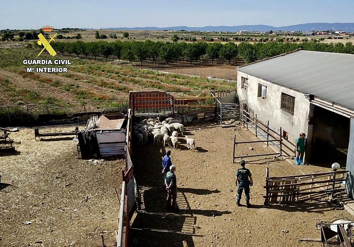 Sacrificadas más de 200 ovejas y cabras de una explotación ganadera de Toledo que vendía su carne sin ningún control sanitario