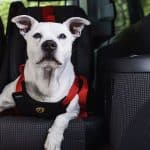 ¿Es obligatorio llevar al perro abrochado en el coche? Esto es lo que dice la ley