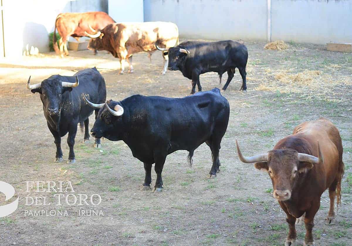 Así son los Victoriano del Río que correrán el tercer encierro de San Fermín