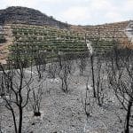 El incendio de Castellón comenzó de manera intencionada en una senda con abundante paso de gente