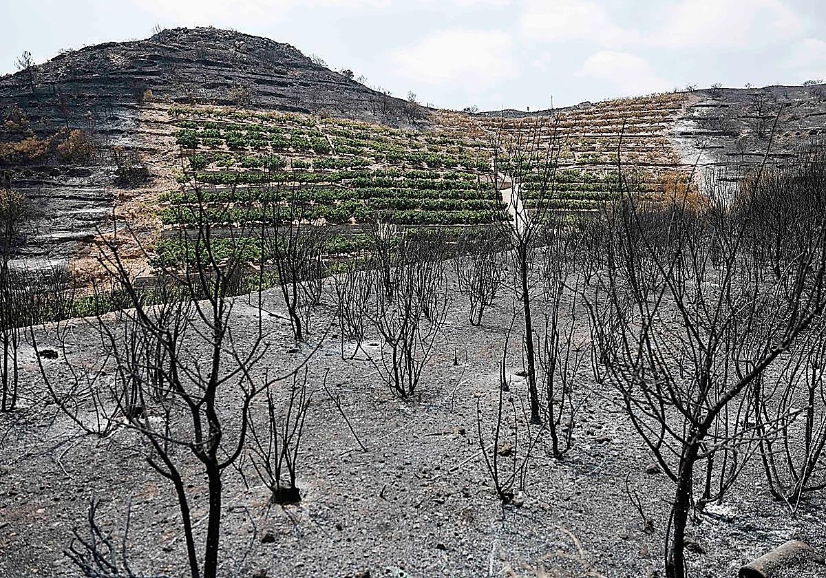 El incendio de Castellón comenzó de manera intencionada en una senda con abundante paso de gente