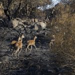 El incendio de Huelva, estabilizado tras quemar 33.000 hectáreas