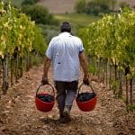 El robo del siglo en una bodega: desaparecen 30.000 botellas de vino valoradas en 5 millones de euros