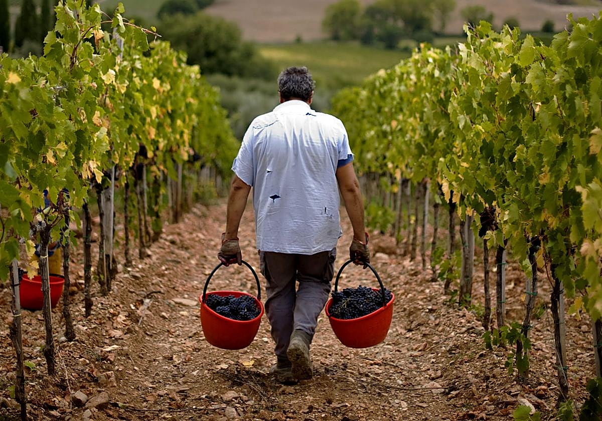 El robo del siglo en una bodega: desaparecen 30.000 botellas de vino valoradas en 5 millones de euros