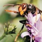 Muere un hombre de 56 años en Ourense atacado por avispas tras tropezar con un nido