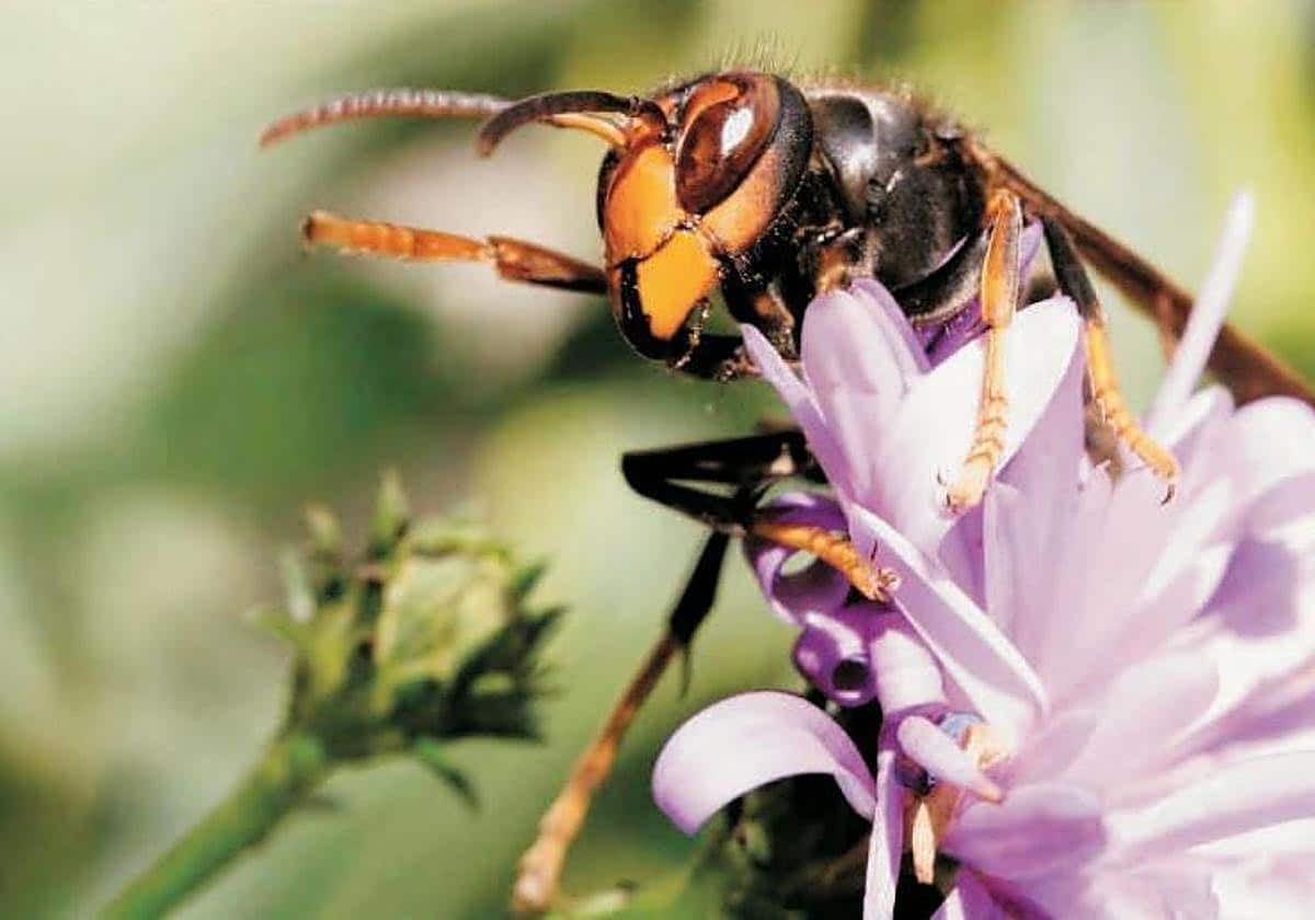 Muere un hombre de 56 años en Ourense atacado por avispas tras tropezar con un nido